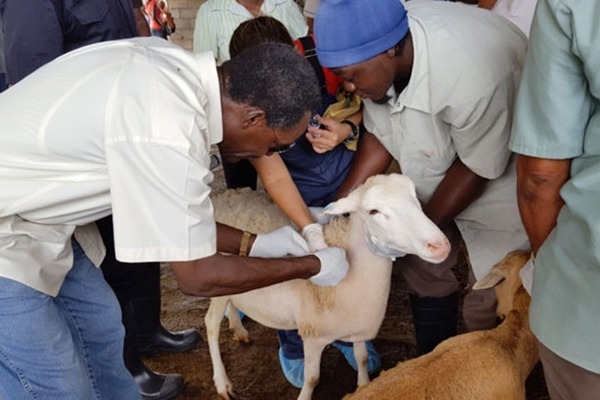 IBSA Fund Enhances Small Livestock Herding in Saint Lucia