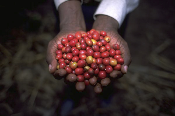First projects approved by the China-IFAD South-South and Triangular Cooperation Facility