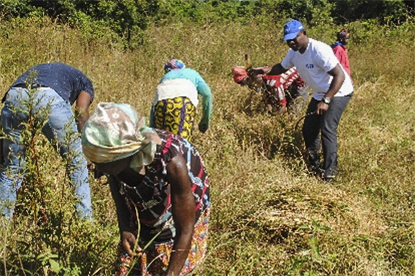 South-South and Triangular Partnerships Transforming Rice Value Chains in Western Africa